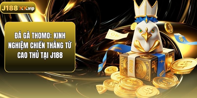Đá Gà Thomo: Kinh Nghiệm Chiến Thắng Từ Cao Thủ Tại J188
