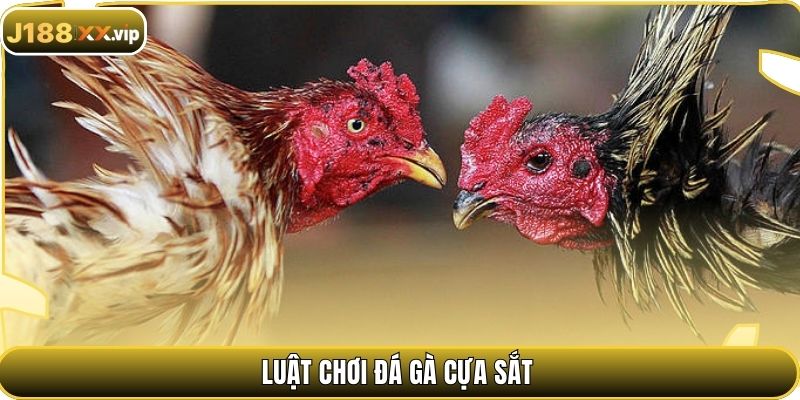 Luật chơi đá gà cựa sắt
