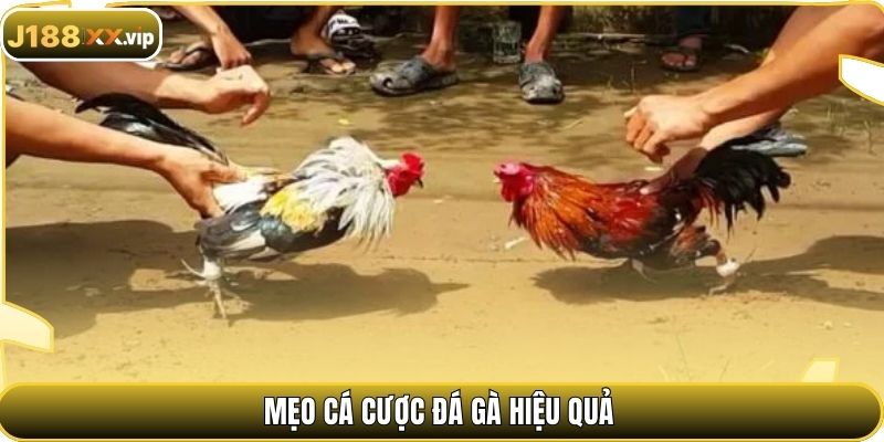 Mẹo cá cược đá gà hiệu quả