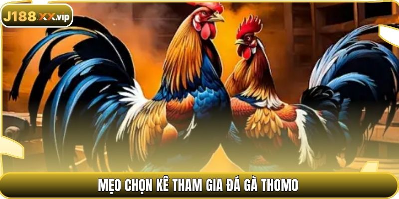 Mẹo chọn kê tham gia đá gà Thomo