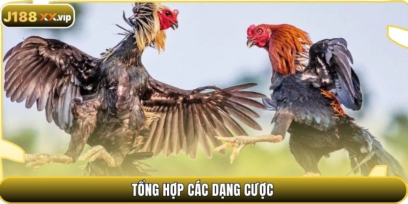 Tổng hợp các dạng cược