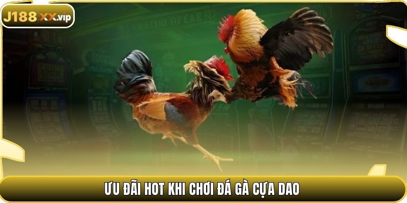 Ưu đãi hot khi chơi đá gà cựa dao